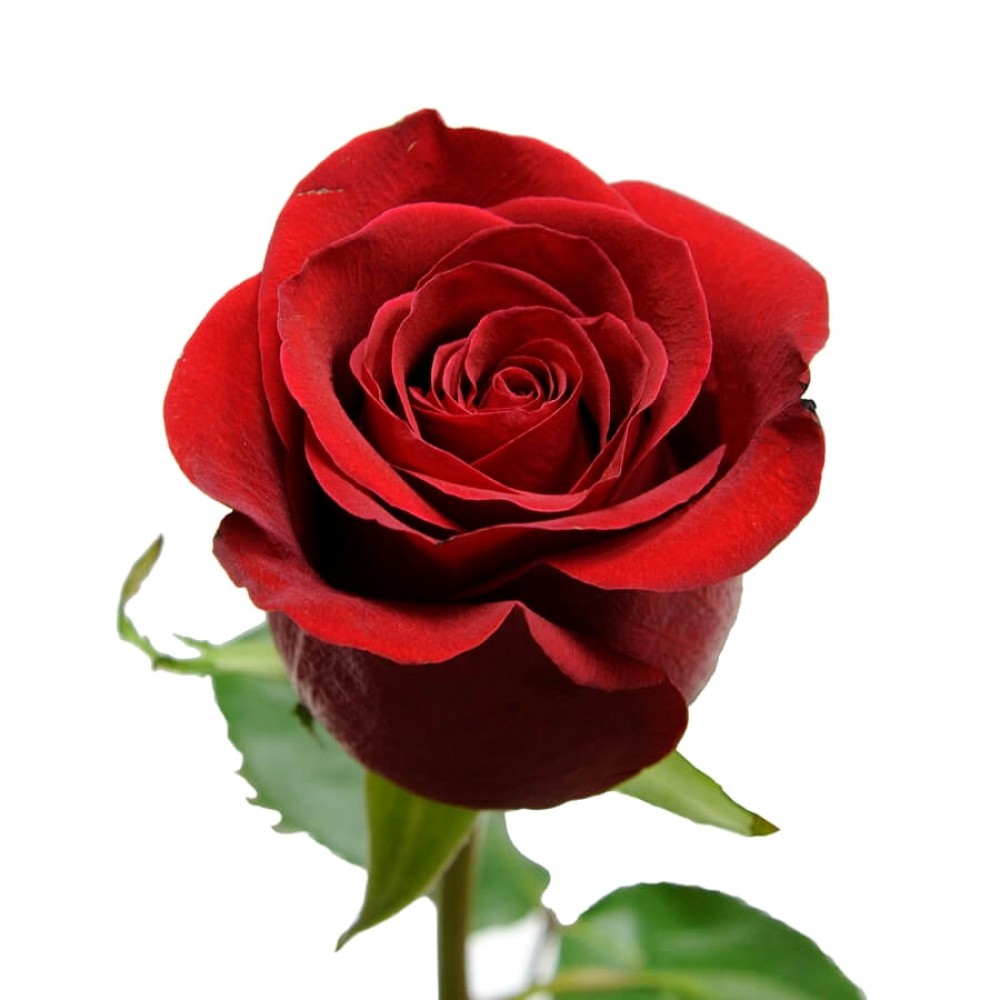 Роза сорта «Фридом» 90см
