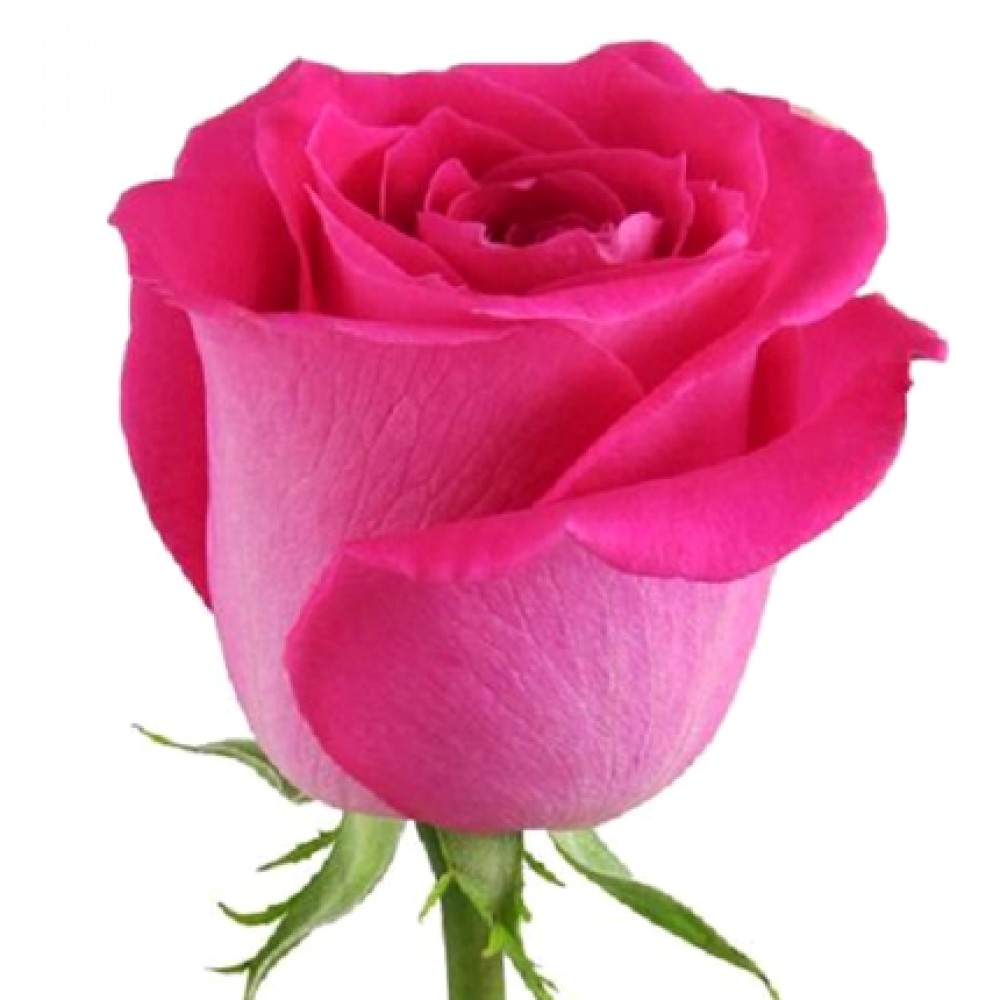 Роза розовая импортная 75-80 см