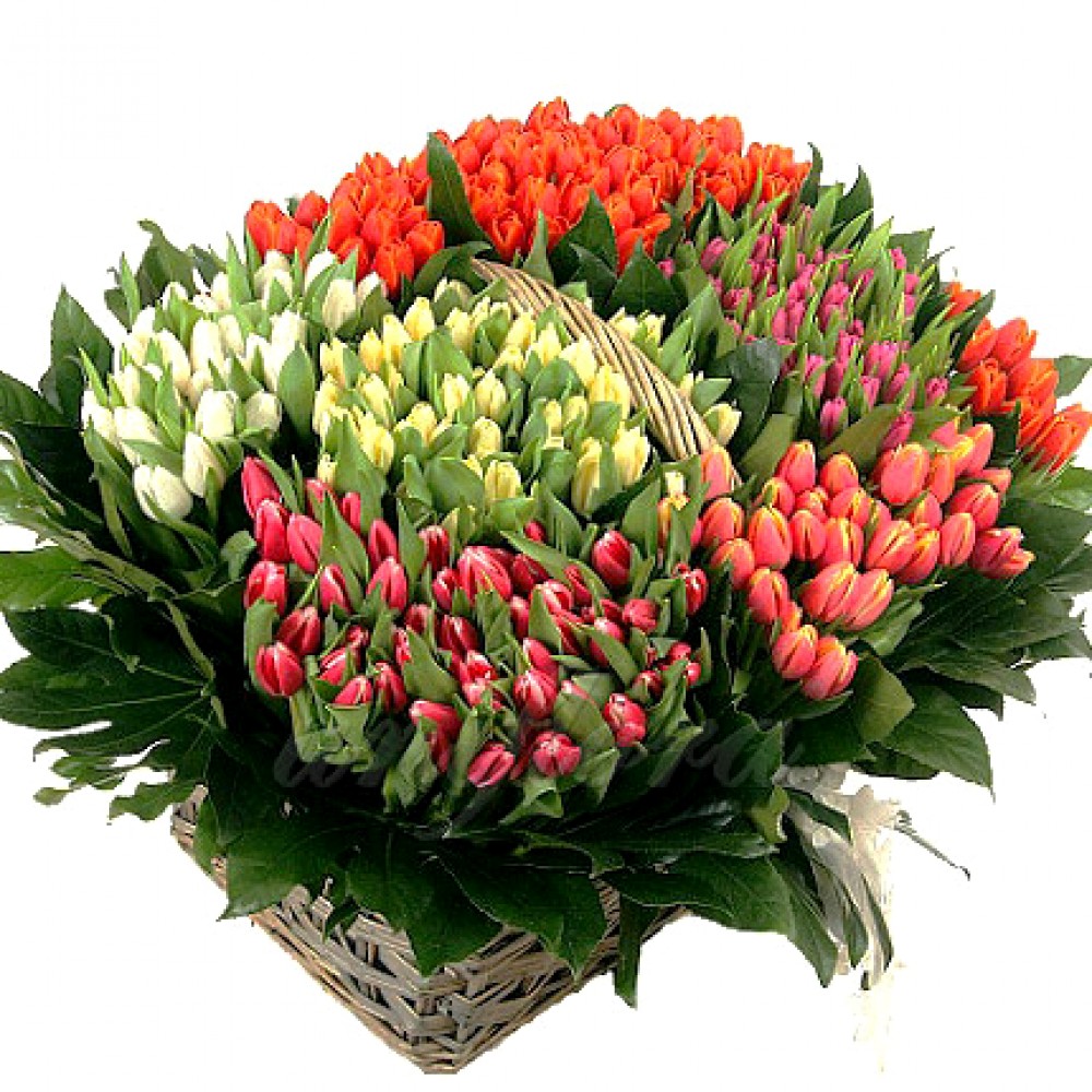 Корзина из 301 разноцветного тюльпана