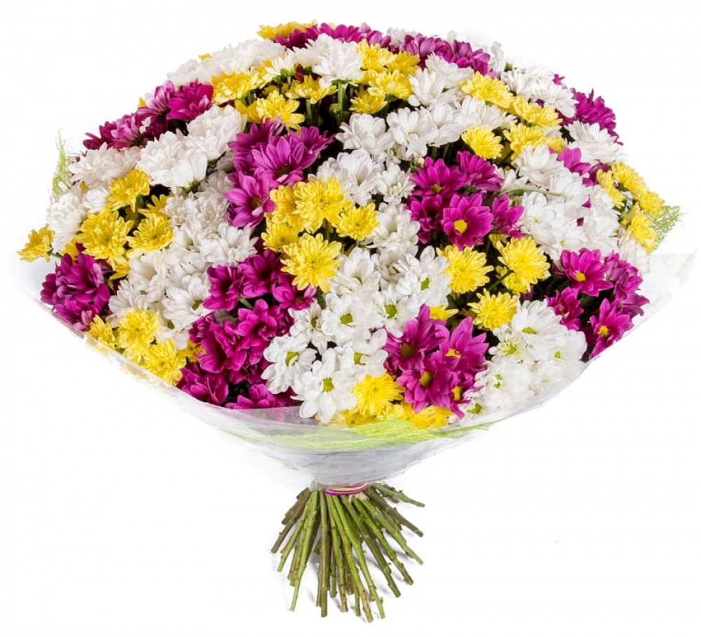 Букет из 51 разноцветной хризантемы